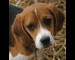 Beagle-Screensaver_1.jpg