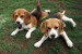 beagle-pups-widescreen.jpg