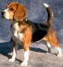 beagle2.jpg