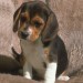 beagle02.jpg